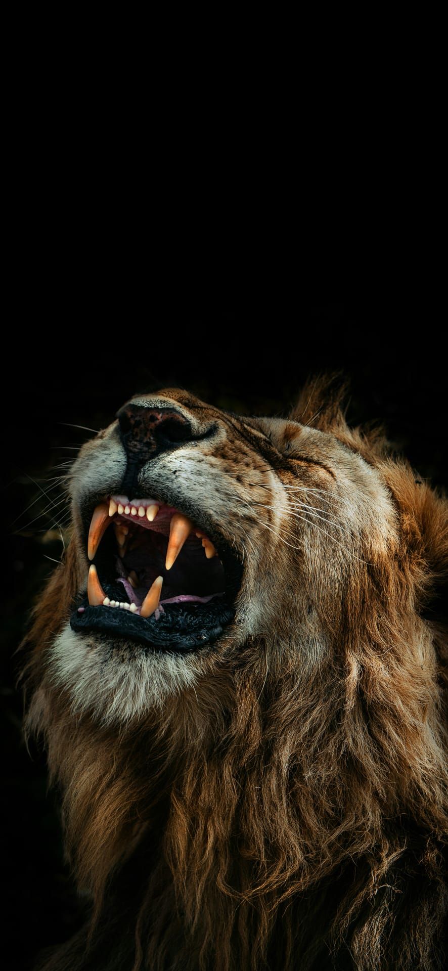 Close-up of a roaring lion showing sharp teeth and golden mane, photographed in Maasai Mara National Reserve, Kenya – Phone Wallpaper.