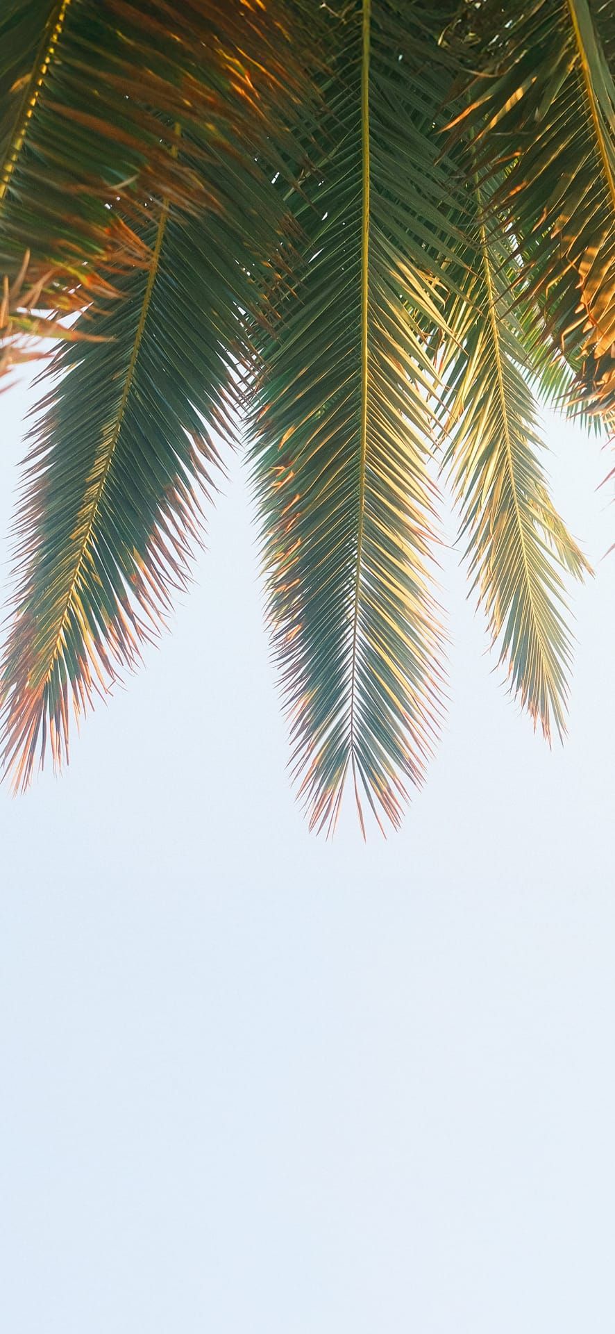 Close-up of sunlit palm leaves against a clear sky, ideal for tropical summer-themed Phone Wallpaper.